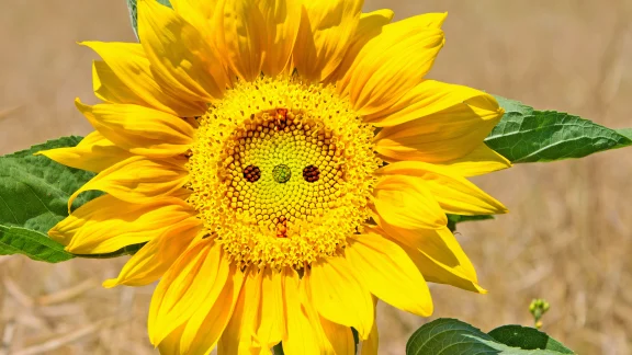 Sonnenblume mit Steckdose, Bioenergie
